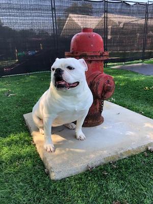 dog next to hydrant