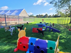 puppy play ground