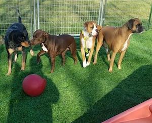 four happy dogs